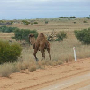 We did not expect to see this fellow.