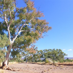A Flinders scene - River Red Gums and rugged hills