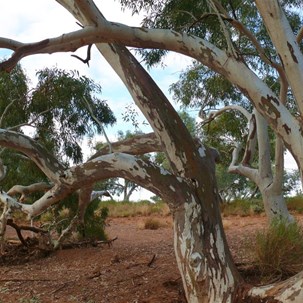 Colours and patterns of the Flinders.