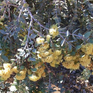 Mallee loaded with flowers - honeyeater heaven.