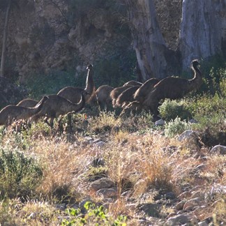 Emus close to our camp at Weetootla Gorge.