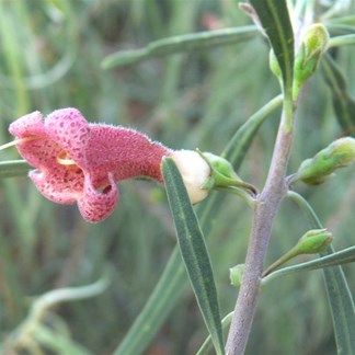 Eremophila (Emu Bush)