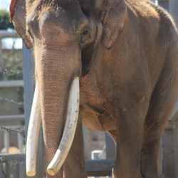 Asian Elephant (both males & females grow tusks)