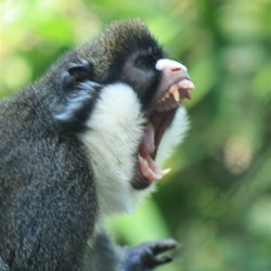 Guenon
