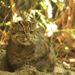 Fishing Cat