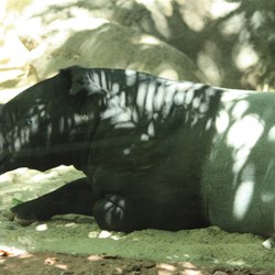 Tapir
