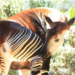 Okapi