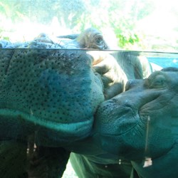 Gorgeous hippos!