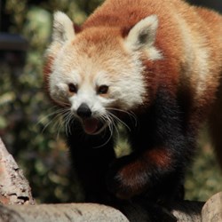 Red Panda