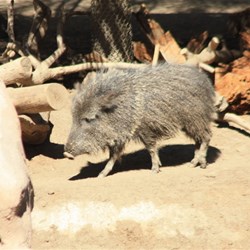 Wild Boar