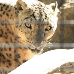 Snow Leopard