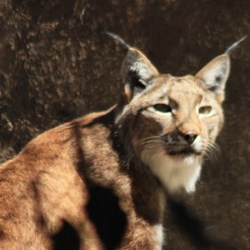 Caracal (Desert Lynx)