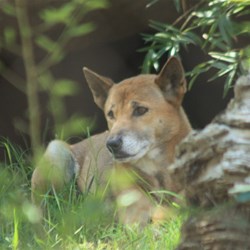 Singing Dog (Papua New Guinea) not a dingo