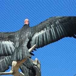 Californian Condor