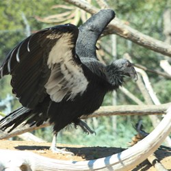 Californian Condor