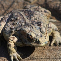 Warty Toad (Amargosa?)