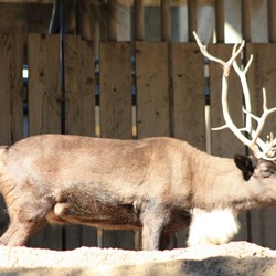 Reindeer