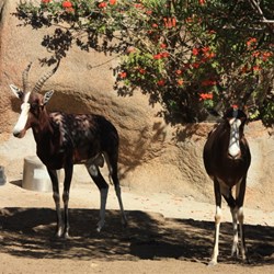 Blesbok (white faced antelope)