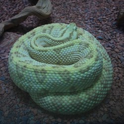 Snakes of every colour