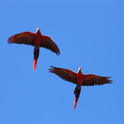 Macaws in flight
