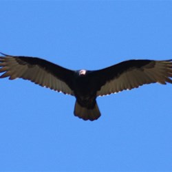 Condor in flight