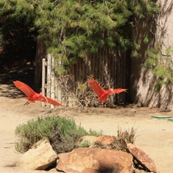 Beatiful orange birds