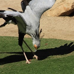 The Secretary Bird