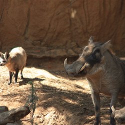 The Warthog and Bat Eared Fox