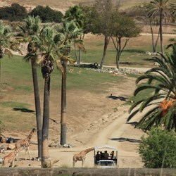 Views from the safari tram