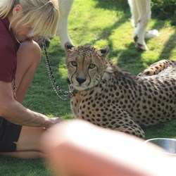 A magnificent cheetah