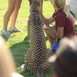 Long and lean - Cheetah