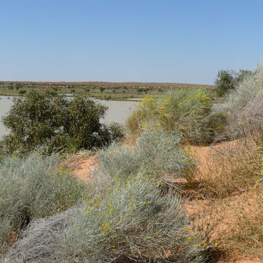 Water everywhere and dunes covered with flowers