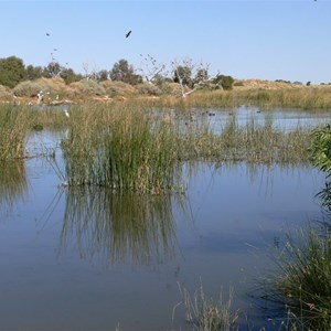 Mungerrannie wetland is home to plenty of waterbirds