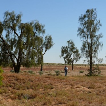 Acacia peuce, or Waddy Tree