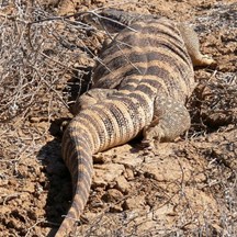 The fattest goanna we have ever seen.