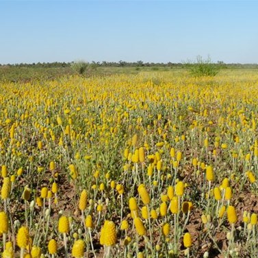 Masses of yellow daisies.