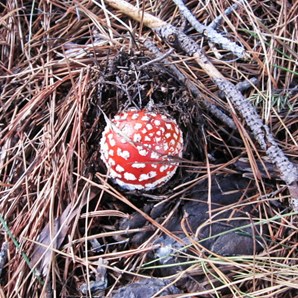 Elves and fairies....Not.  Don't add this one to the beef and burgandy!