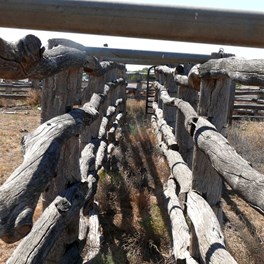 Old cattle yards