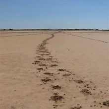 Cattle tracks across the mudflats