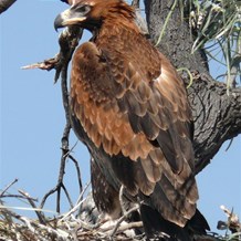 Magnificent wedgetail eagle