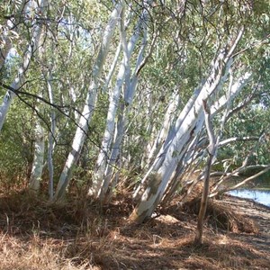 River Red Gums at Gum Hole Creek