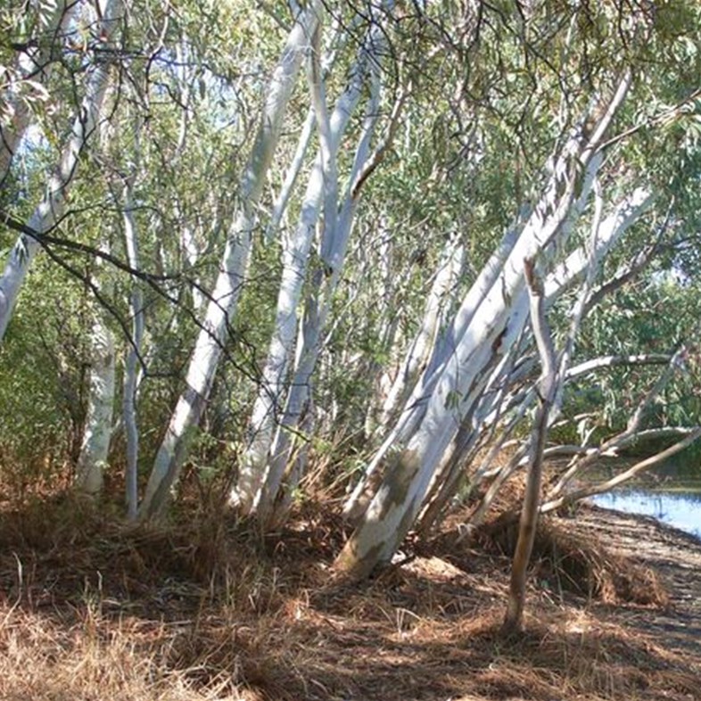 River Red Gums at Gum Hole Creek
