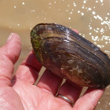 Freshwater mussel