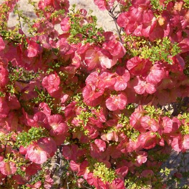 Hopbush with colourful seedpods