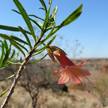 Red Eremophila or Emu Bush