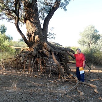 Coolabah on the edge of Hunters waterhole.