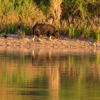 The pig that liked to swim
