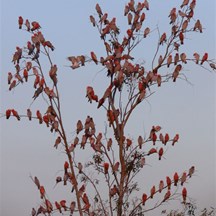 An entertaining flock of galahs.