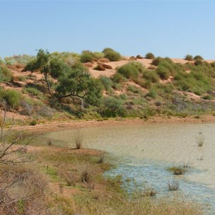 Nardoo in the edge of water in a swale near Big Red, 2011