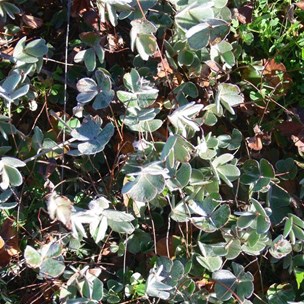 Close-up of fronds showing 4 furry leaflets.
